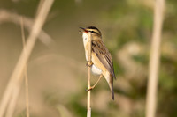 Sedge Warbler, Severnside, May 2024