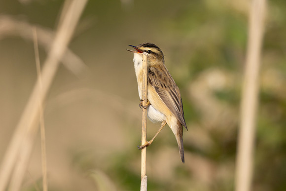 Sedge Warbler, Severnside, May 2024