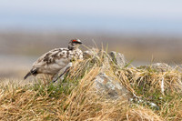 Ptarmigan, Raufarhofn, Iceland, June 2022