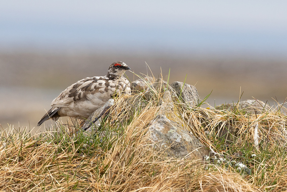 Ptarmigan, Raufarhofn, Iceland, June 2022