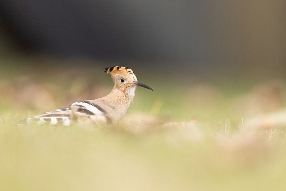 Hoopoe, Swansea, October 2024