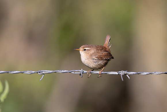 Wren, Rockhampton, April 2025
