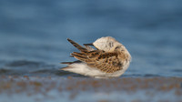 Little Stint, Cheddar Reservoir, September 2014