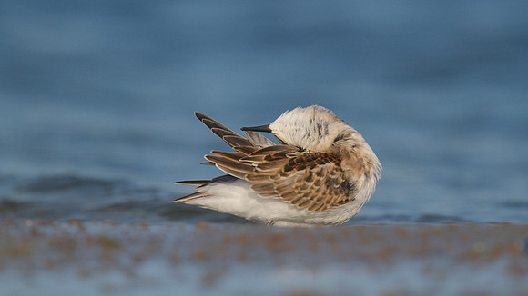 Little Stint, Cheddar Reservoir, September 2014