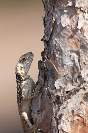 Cyprus Rock Agama, Cape Grecko, Cyprus, July 2024