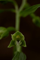 Narrow-lipped Helleborine, Cotswolds, July 2024