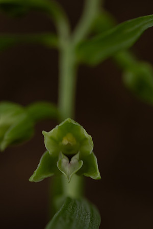 Narrow-lipped Helleborine, Cotswolds, July 2024