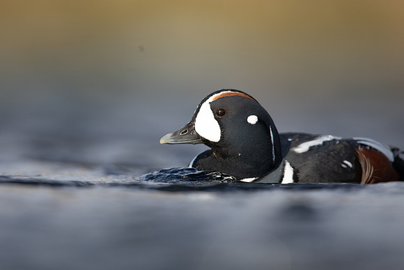 Harlequin Duck,  River Laxa, Iceland, May 2022