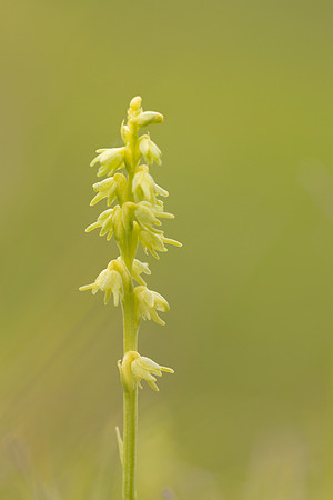 Musk Orchid, Cleeve common, June 2024