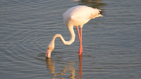 Greater Flamingo, Oroklini Lake 2014