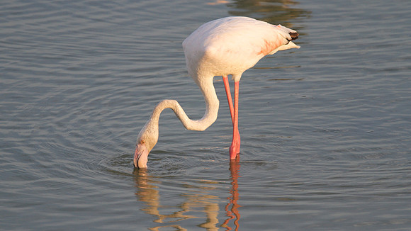 Greater Flamingo, Oroklini Lake 2014