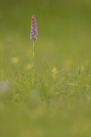 Chalk Fragrant-orchid, Rudge Hill, June 2024