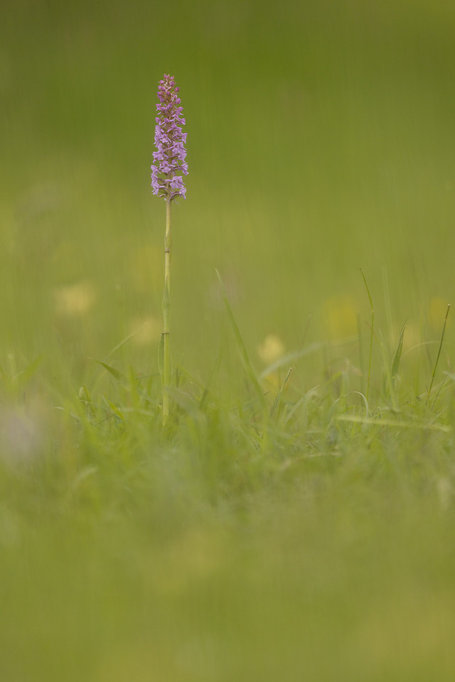 Chalk Fragrant-orchid, Rudge Hill, June 2024