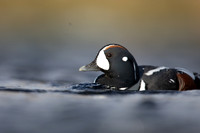 Harlequin Duck,  River Laxa, Iceland, May 2022