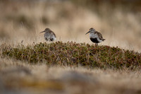 Dunlin, Raufarhofn, Iceland, June 2022