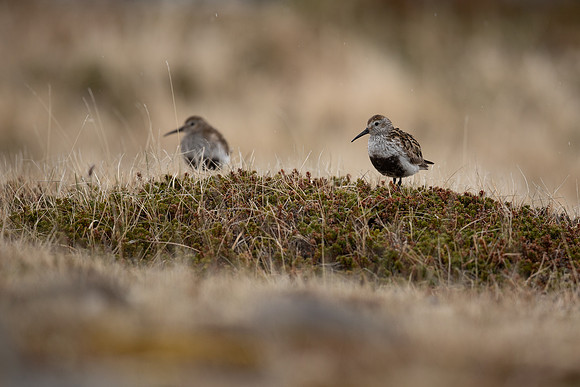 Dunlin, Raufarhofn, Iceland, June 2022