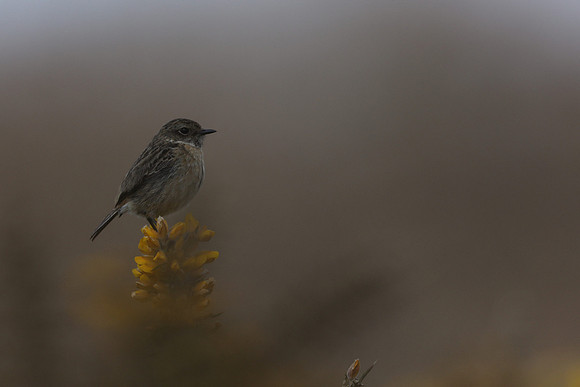 Stonechat, New Forest, April 2021