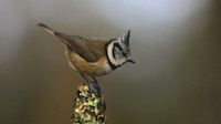 Crested Tit, Loch Garten, Feb 2015