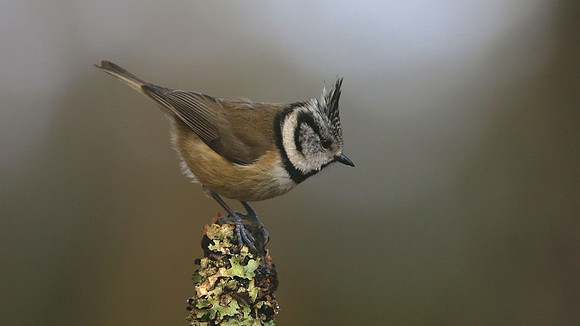 Crested Tit, Loch Garten, Feb 2015