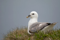 Fulmar