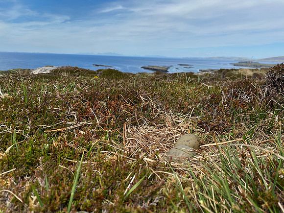 Great Skua, Lunga, May 2021