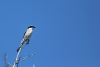 Loggerhead Shrike, Brian Piccolo Sports Park, Florida, February 2020