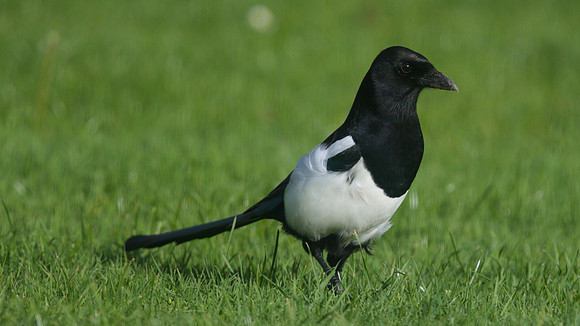 Magpie, Tockington, October 2014