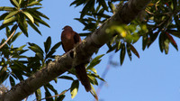 Brown Cuckoo-dove