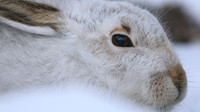 Mountain Hare, Cairngorms, Feb 2015