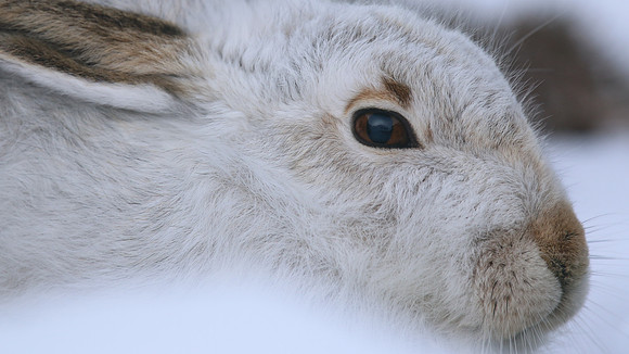 Mountain Hare, Cairngorms, Feb 2015