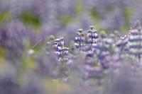 Nootka Lupine, Iceland, June 2022