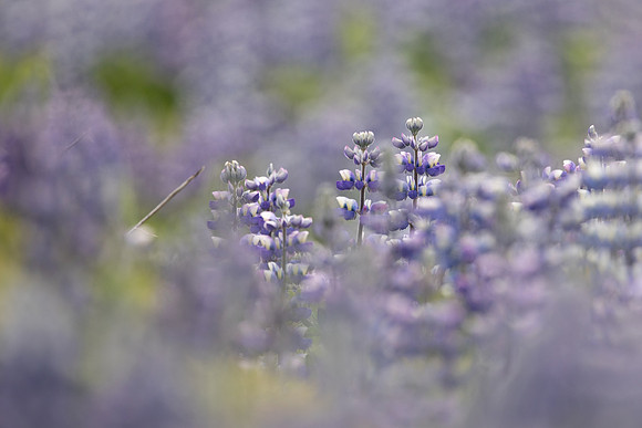 Nootka Lupine, Iceland, June 2022
