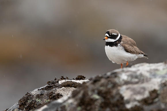 Ringed Plover, Raufarhofn, Iceland, June 2022.