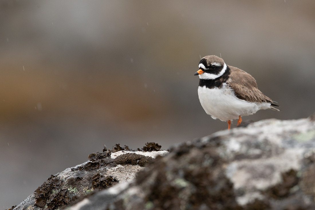 Ringed Plover, Raufarhofn, Iceland, June 2022.