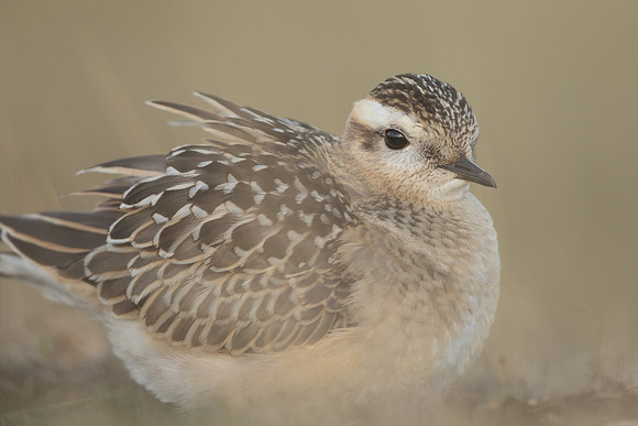 Dotterel, Cleeve Common, September 2022