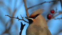 Waxwing