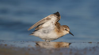 Little Stint, Cheddar Reservoir, September 2014