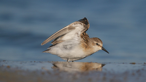 Little Stint, Cheddar Reservoir, September 2014
