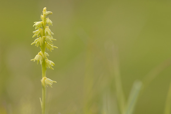 Musk Orchid, Cleeve common, June 2024