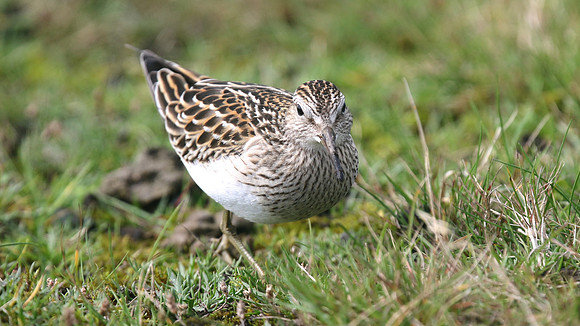 Pectoral Sandpiper, Davidstow, September 2016