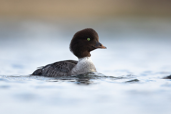 Barrow's Goldeneye,  River Laxa, Iceland, May 2022