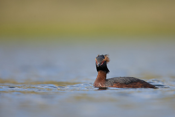 Slavonian Grebe, Iceland, May 2022