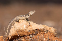 Cyprus Rock Agama, Cape Grecko, Cyprus, July 2024