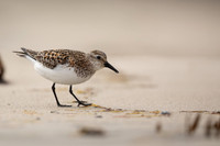 Sanderling