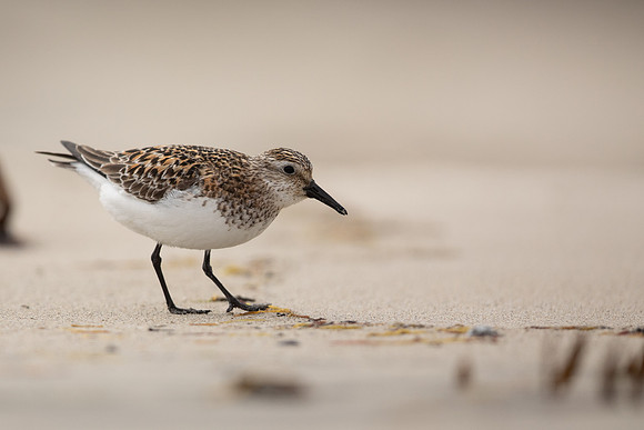 Sanderling, Raufarhofn, Iceland, June 2022