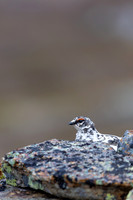 Ptarmigan, Mount Alias, Finland, June 2025