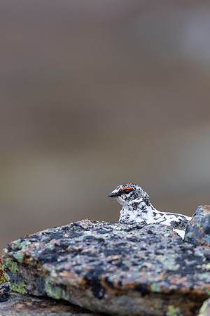 Ptarmigan, Mount Alias, Finland, June 2025