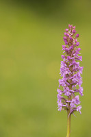 Chalk Fragrant-orchid, Rudge Hill, June 2024