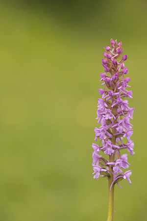 Chalk Fragrant-orchid, Rudge Hill, June 2024