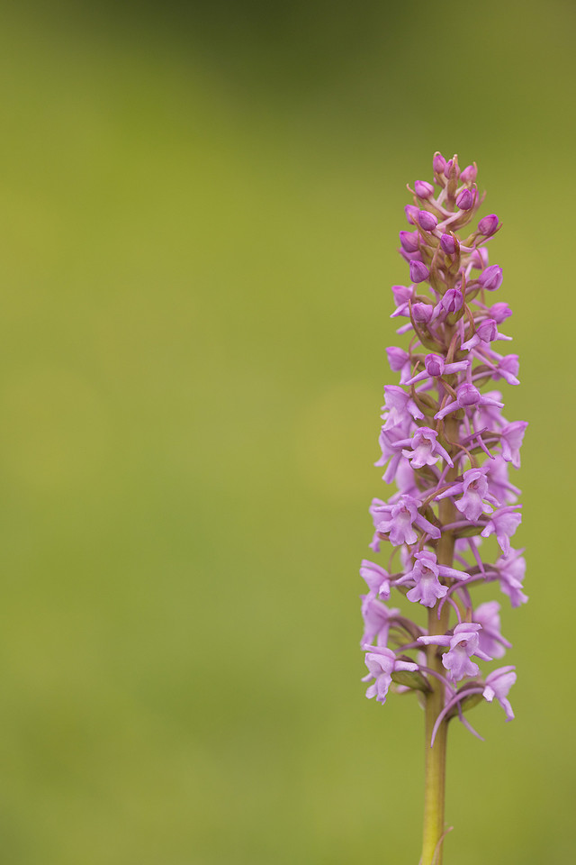 Chalk Fragrant-orchid, Rudge Hill, June 2024